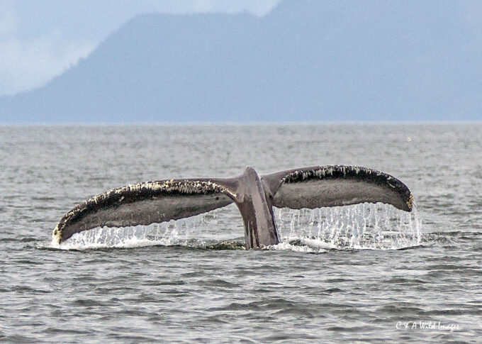 Humpback fluking