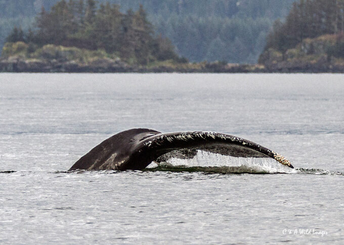 Humpback Whale fluking