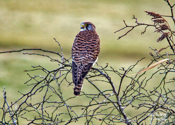 Kestrel hunting on the North Norfolk coast