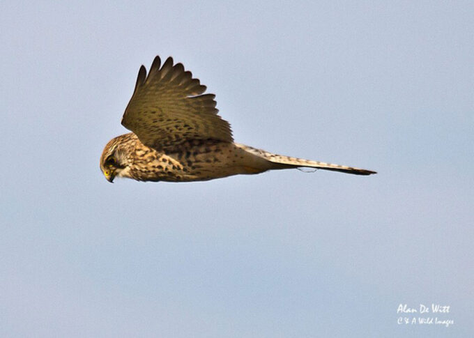 Kestrel hunting on the North Norfolk coast