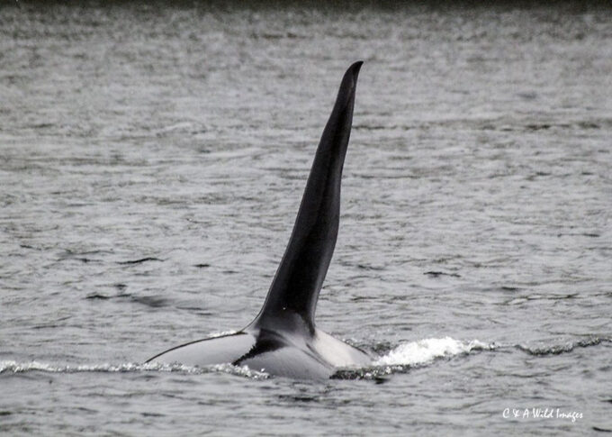 Killer Whale Fin