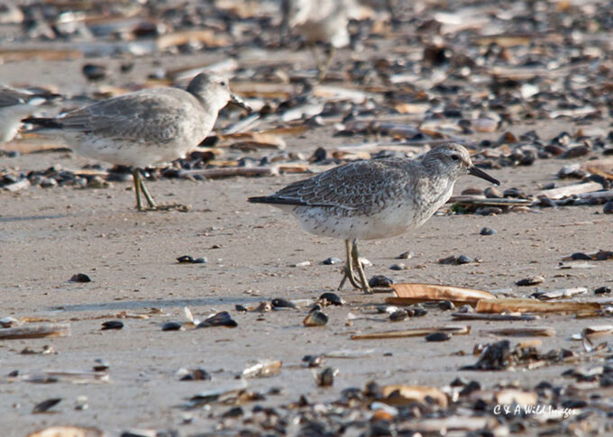  Knot in winter plumage 
