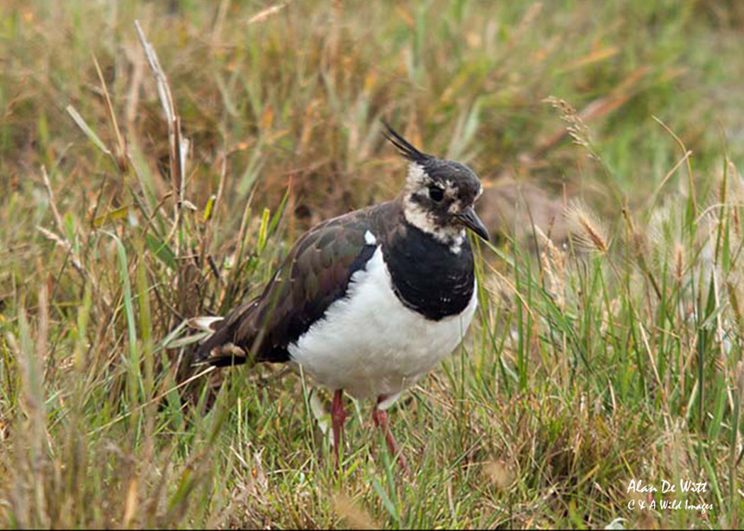 Lapwing at Lady Anne's Drive Holkham