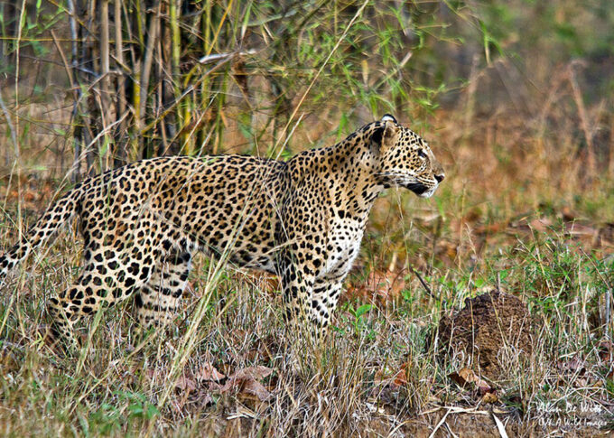Indian Leopard striking a pose