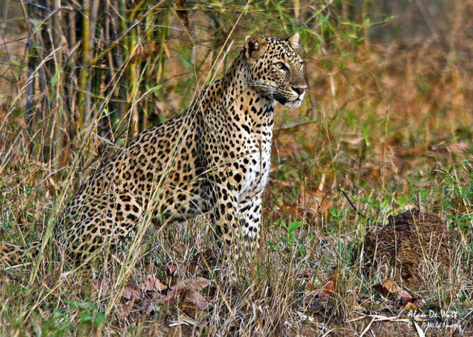 female leopard 