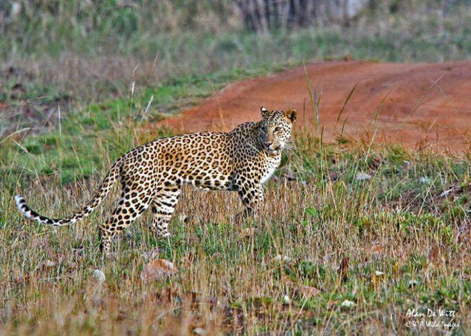 Female Indian Leopard