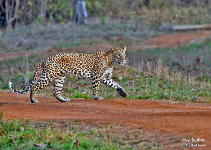 Indian Male Leopard