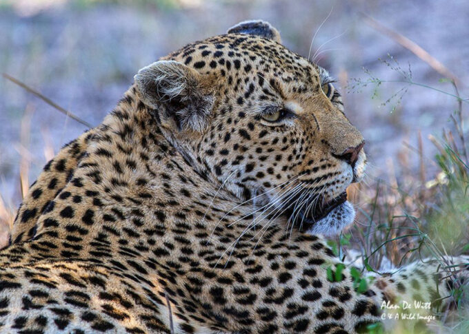 Second Leopard resting at Sabi Sands