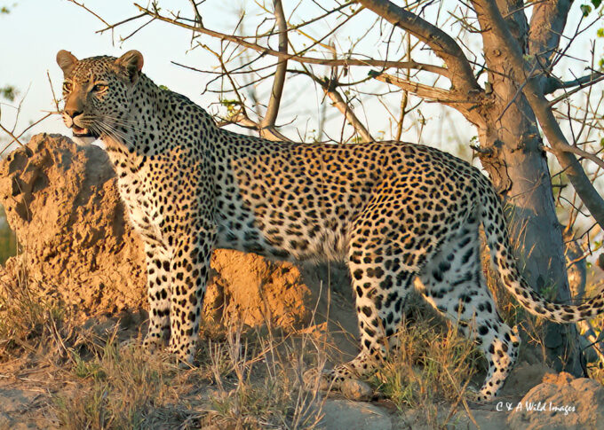 Leopard at Motswari captured in the golden hour before dusk