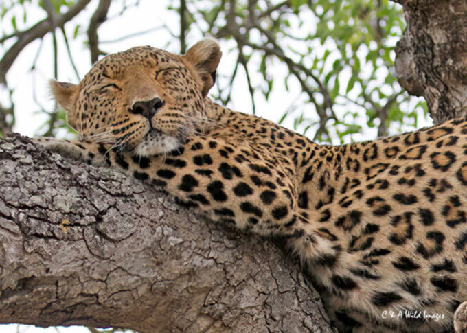 Resting in tree with a kill in the Sabi Sands reserve