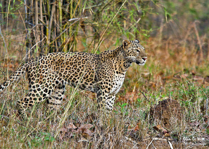 The male Leopard