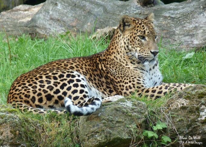 Sri Lankan leopard