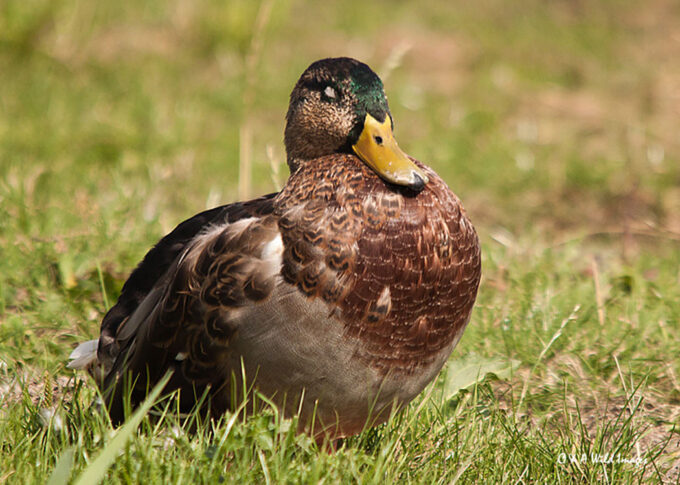 Mallard at Cley Marshes