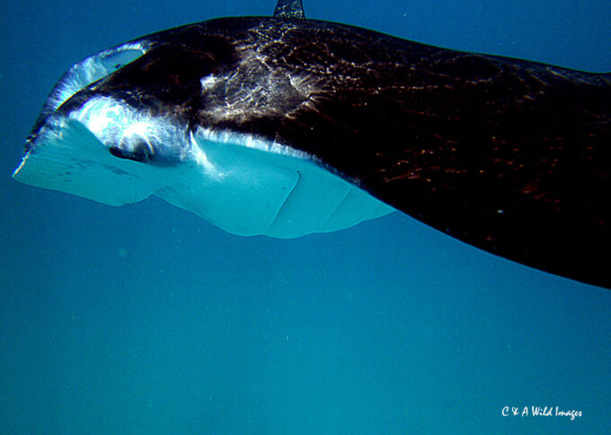 Manta Ray off of Vilamendhoo