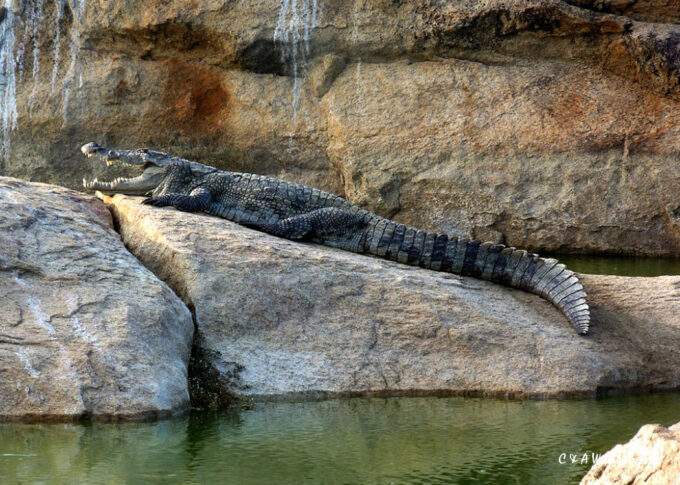 Marsh Mugger Crocodile, Sri Lanka
