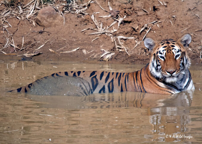 Maya the Tigress