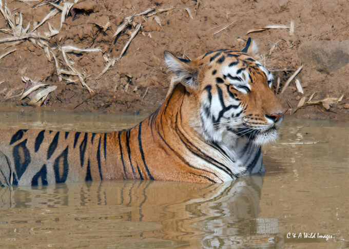 Maya’s the Tigers regal look