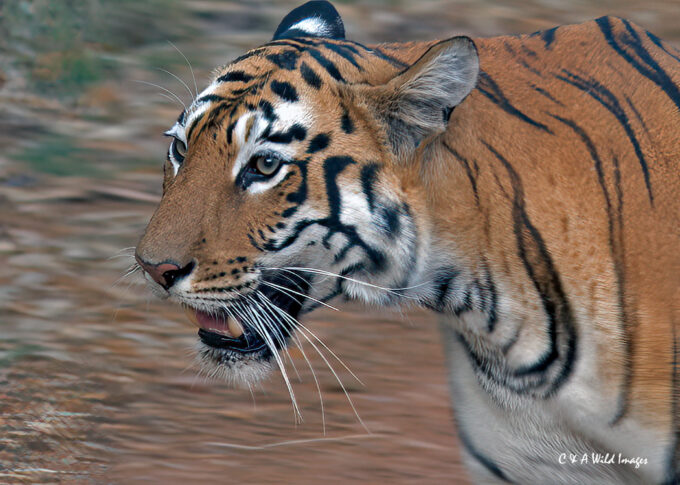 tigress known as Maya P2