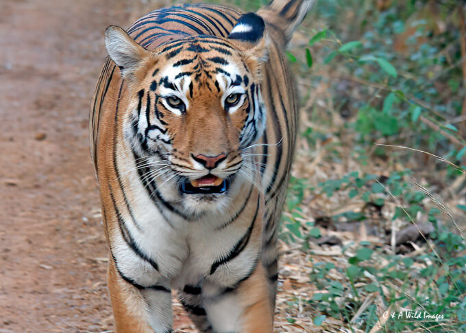 Maya the Tigress