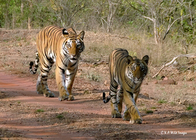 Tigers in Bandhavgarh