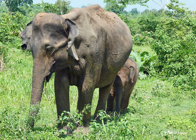 Mother and Baby Indian Elephant, Sri Lanka