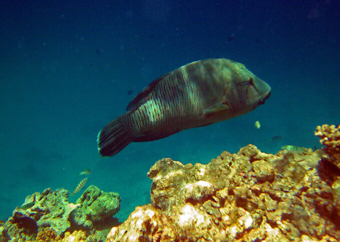 Napoleon Wrasse