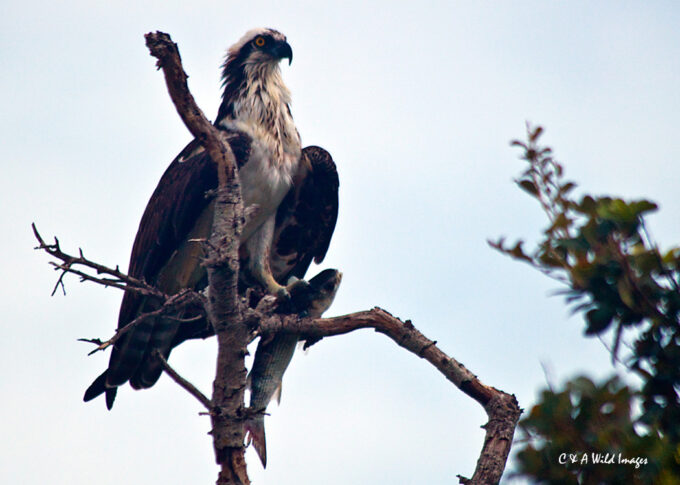 Osprey with fish