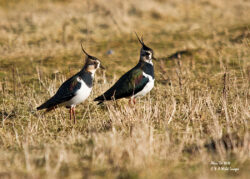 Visit to Cley & Titchwell
