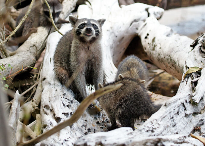 Northern Raccoon Adult and kits