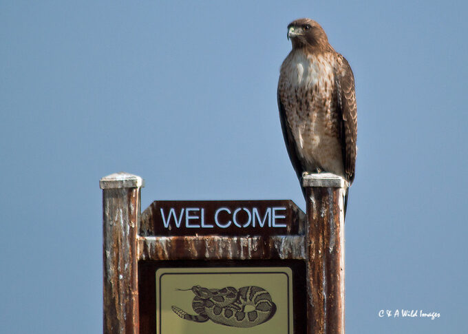Red Tailed Hawk 