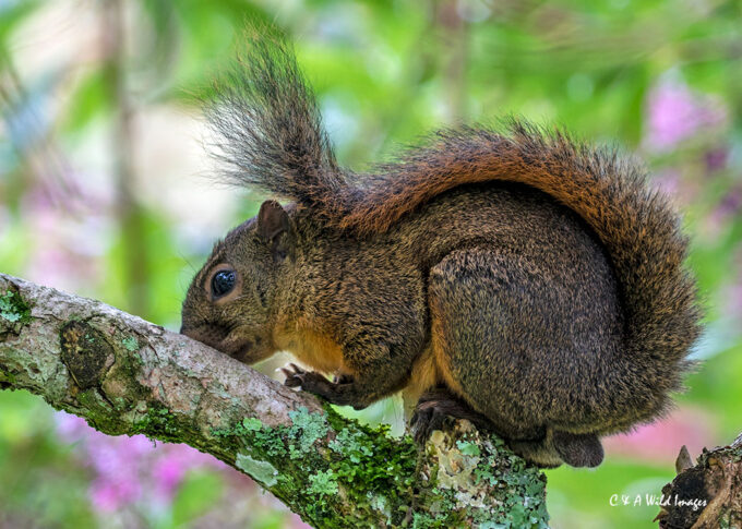 Red-tailed squirrel