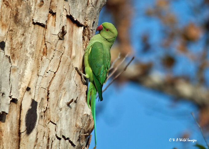  Ring Neck Parrot in Harts park