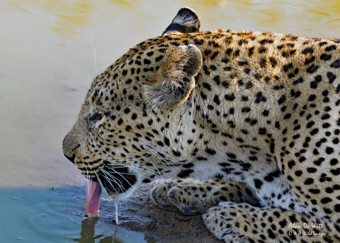 Sabi-Sands-Leopard