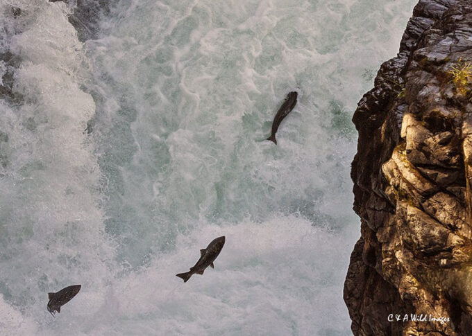 Salmon leaping on the Stamp River