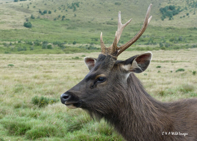 Sambar Deer on horton Plain