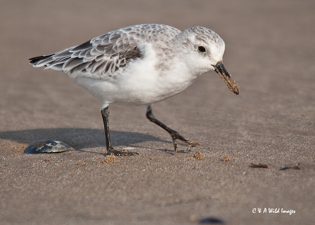 Sanderling on the Shore