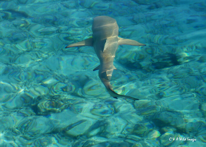 Black Tipped Reef Shark