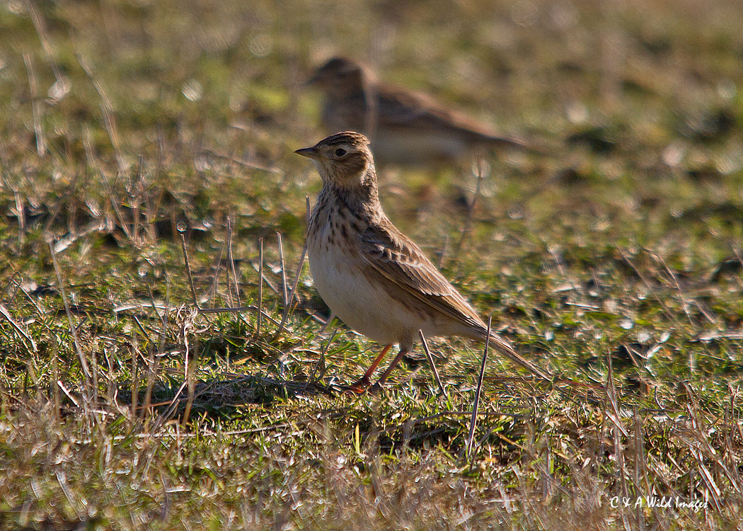 Skylark at Frampton Marshes