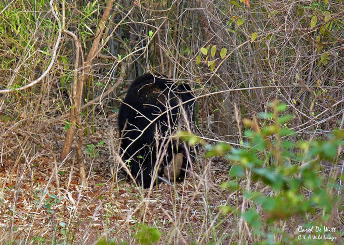 Sloth bear