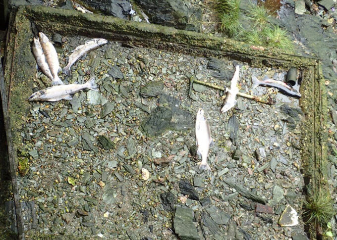 Some of dead Salmon