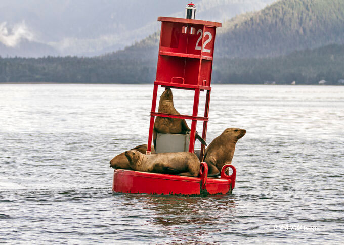 Steller sea lions