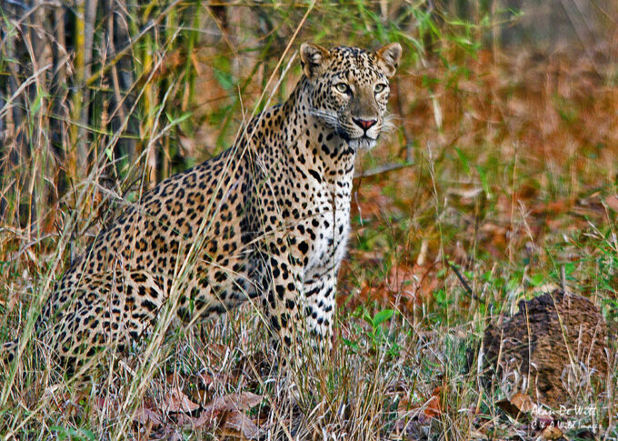 Indian Leopard taken in Tadoba