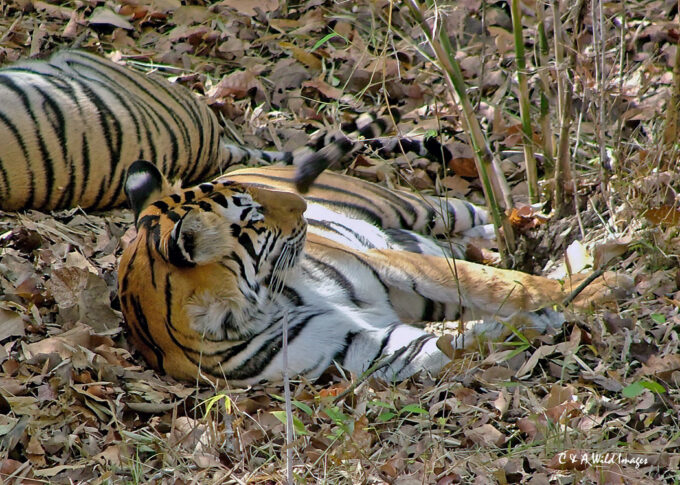 Tigers resting in Kanha