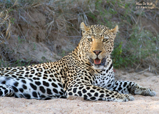 Leopard resting in Timbavati 