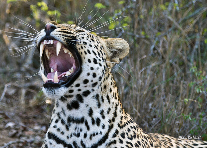 Leopard snarling in Timbavati