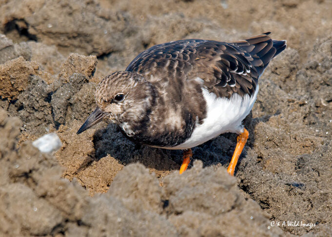 Ruddy Turnstone