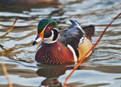 Male Wood Duck
