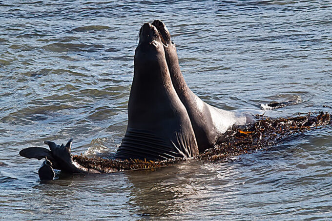Young Male Elephant seals sparring