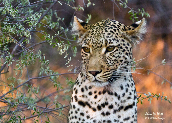 Leopard portrait in Motswari