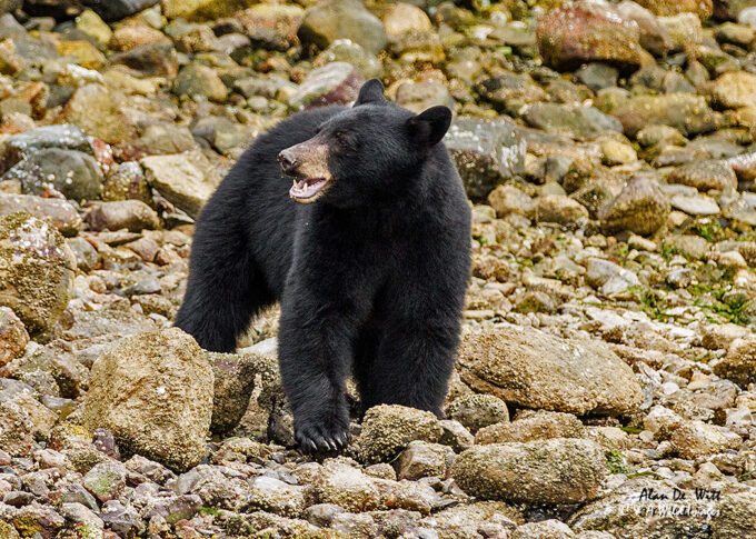 American Black Bear